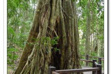 凉山26岁中国女子澳洲当伴游(药企回应一针药70万)