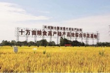 凉山关于成都商务伴游外围雇用的信息
